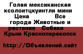 Голая мексиканская ксолоитцкуинтли мини › Цена ­ 20 000 - Все города Животные и растения » Собаки   . Крым,Красноперекопск